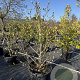 Magnolia soulangeana 125-150 cm cont. 80L