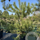 Pinus nigra nigra 225-250 cm cont. 160L