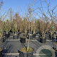 Ptelea trifoliata 300-350 cm cont. 130L meerstammig