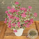 Hydrangea s. Euphoria Pink GM C5