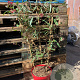 Lonicera semp. 'Cedar Lane' 90 cm 7,5L rek