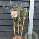 Lonicera semp. 'Cedar Lane' 90 cm 7,5L rek