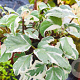 Schizophragma h. 'Shiro Fuka Fukur' 60-80 cm 5,5L