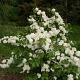 Viburnum plic. 'Popcorn' 180-200 cm 50L