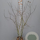 Amelanchier lamarckii 150-175 cm met kluit