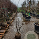 Amelanchier lamarckii 150-175 cm met kluit