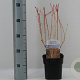 Cornus sang. 'Winter Beauty' 40-50 cm 2,0L