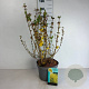 Forsythia 'Goldrausch' 60-80 cm 10L