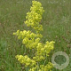 Galium verum GM P9