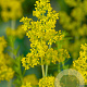 Galium verum GM P9