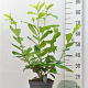 Prunus l. 'Novita' 60-80 cm 5,0L