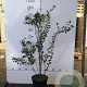Spiraea vanhouttei 60-80 cm 5,0L