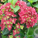 Hydrangea m. 'AB Green Shadow' GM 3,0L leverbaar