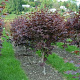 Acer pal. 'Red Flash' 150-175 cm cont. 55L