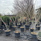 Albizia julibr. Ombrella 200-250 cm cont. 60L meerstammig