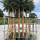 Albizia julibr. Ombrella 8-10 HO container