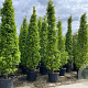 Carpinus bet. 'Fastigiata' 300-350 cm cont. 70L solitair