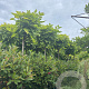 Catalpa bignonioides 'Nana' 8-10 HO container