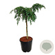 Cedrus deod. 'Feelin' Blue' 60 cm stam 15L