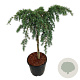 Cedrus deod. 'Feelin' Blue' 60 cm stam 15L