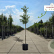 Cercis siliquastrum 12-14 HO container