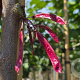 Cercis siliquastrum 12-14 HO container