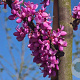 Cercis siliquastrum 12-14 HO container