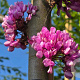 Cercis siliquastrum 12-14 HO container