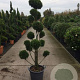 Cupressocyparis leylandii 200 cm container pompon
