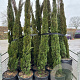 Cupressus sempervirens 200-250 cm 30L