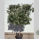Elaeagnus ebb. 'Compacta' 100-150 cm container lage leivorm