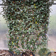 Elaeagnus ebb. 'Compacta' 120 cm container lage leivorm lei 120x180