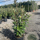 Elaeagnus ebb. 'Compacta' 60-80 cm 4,0L
