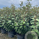 Elaeagnus ebb. 'Compacta' 80-100 cm 9L