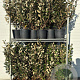 Elaeagnus ebb. 'Compacta' 80-100 cm 9L