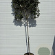 Elaeagnus ebb. 'Compacta' 8-10 HO container  lei 120x120