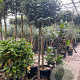 Elaeagnus ebb. 'Compacta' halfstam container