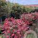 Euonymus alat. 'Compactus' 80-120 cm container schotel meerstammig