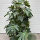 Fatsia japonica 125-150 cm 45L