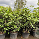 Ficus carica 150-200 cm container meerstammig solitair