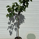 Ficus carica 80-90 HA 15L