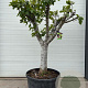 Ficus carica halfstam container solitair