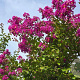 Lagerstroemia indica 200-250 cm container meerstammig