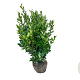Ligustrum j. 'Texanum' 80-100 cm met kluit
