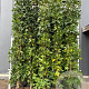 Liquidambar s. 'SlenderSilhouette' 250-300 cm 35L beveerd 