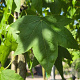 Liquidambar styraciflua 12-14 HO container