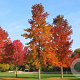 Liquidambar styraciflua 12-14 HO container