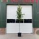 Liquidambar styraciflua 12-14 HO container