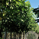 Liquidambar styraciflua 12-14 HO container