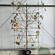 Liquidambar styraciflua 160 cm container lage leivorm lei 110x160